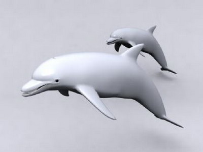 Dolphin 3D Model