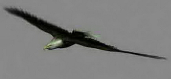 Modles 3D Soaring Eagle