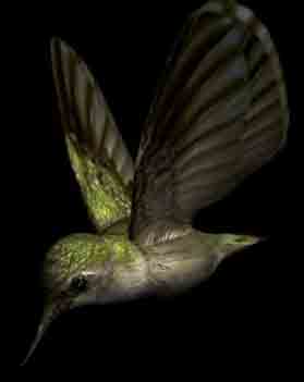 Hummingbird Modles 3D