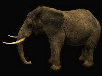 Modle 3D d