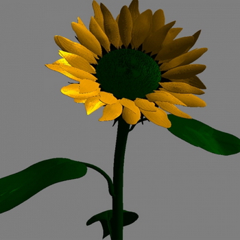 Fleur, les modles 3D