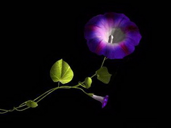 Fleur, les modles 3D