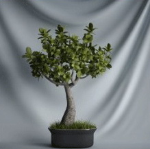 Bonsaï Series - modle 3D de petits arbres (y compris le matriel)