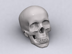 Modle 3D du squelette tte