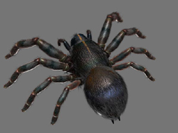 Modle 3D de fourmis noires