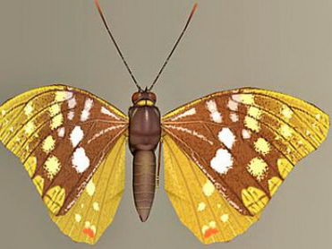 beau papillon beau modle