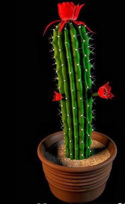 Les plantes en pot - fleur de cactus