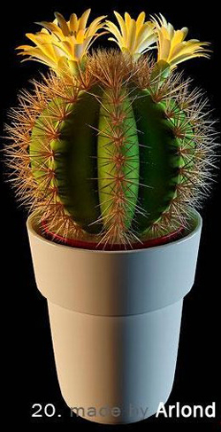 Les plantes en pot - ball cactus