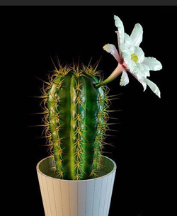 Les plantes en pot - Blanc Fleur de cactus