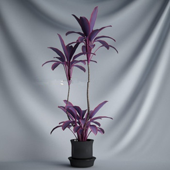 Modles Pourpre Bonsai 3d