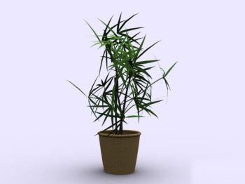 door modle bambou en pot