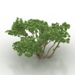 modles 3D arbuste vert