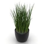 couverte herbe modle en pot