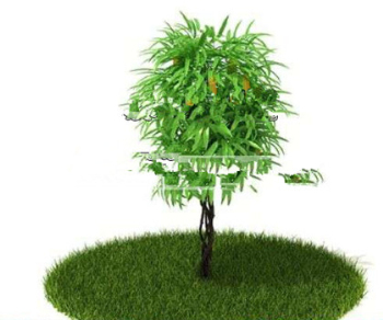 Des modles 3D de plantes dans le parc