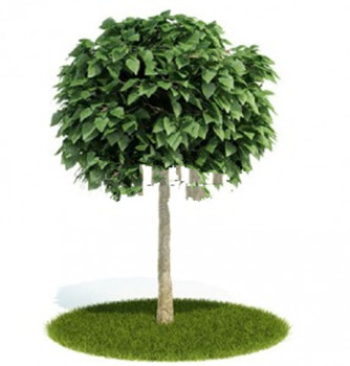 Beaux arbres modle 3d