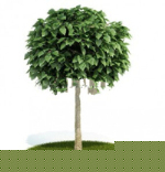 Beaux arbres modle 3d