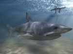 Trs raliste modle 3d requin