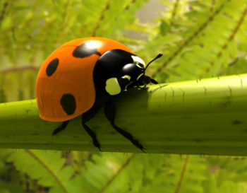 modle coccinelle