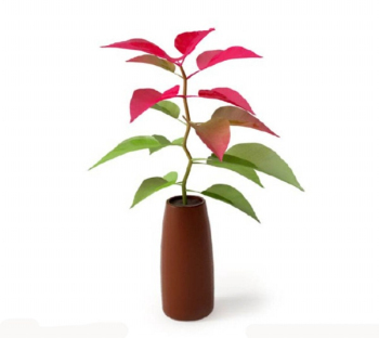 Plante rendus de modles 3D