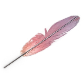 modle de plume rose
