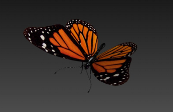 papillon modles 3d