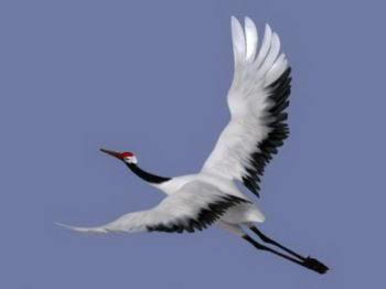 Modle 3D de grues  couronne rouge voler