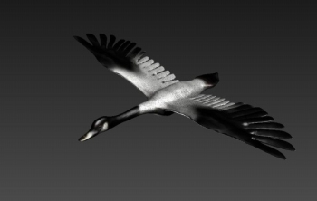 Ailes ouvertes du modle 3D Swan