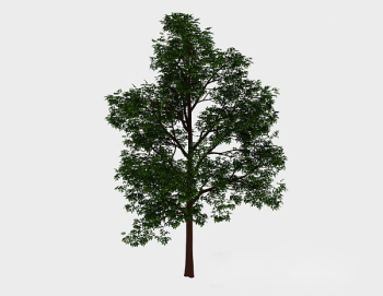 Fort, vert, lev, arbre, 3D, modle