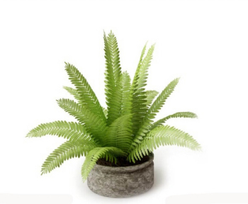 Indoor arbustes en pot modle 3D