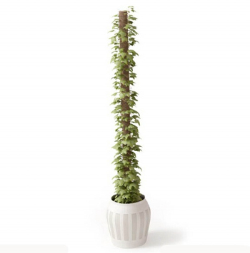 Plantes d'appartement de conception de modle 3D