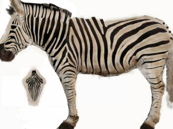 modle Zebra 3D