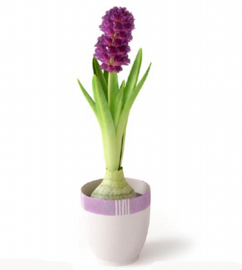 Hyacinth 3D design plante modle