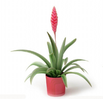 modle 3D Plante en pot