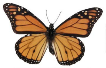 papillon Brown modle 3d