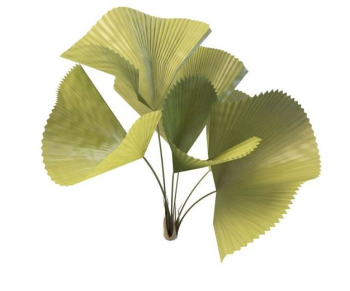Ginkgo biloba modle de simulation
