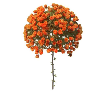 Spherical roses modle orange