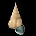 Conch animaux 49