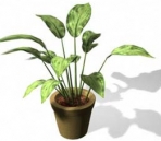 Plantes 009-16