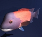 animaux 2-poisson 2