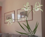 plants / orchides -10