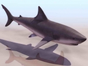 Sharks animaux  5