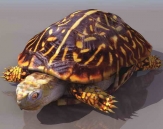 Tortues animaux 6