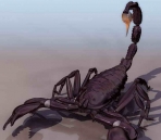 scorpion animaux  11