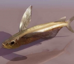 poissons animaux  14