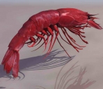 Crevettes animaux   16