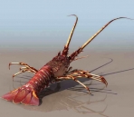 Lobster animaux  17