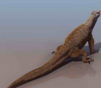 Chameleon animaux  21