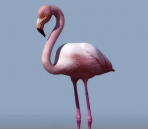 Swan animaux  26