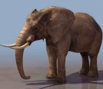 Elephants animaux  27