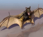 Les chauves-souris animaux  35
